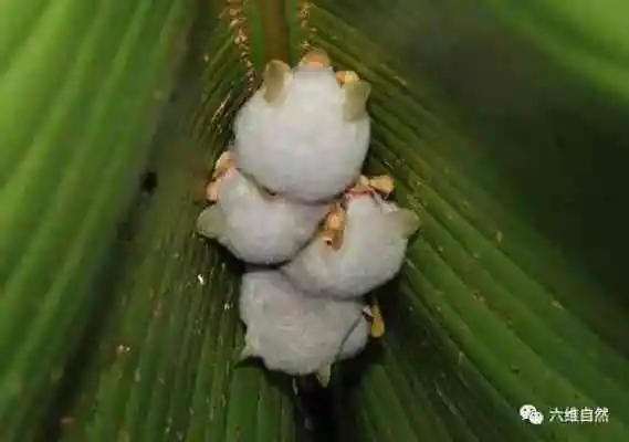 中美洲有一种白色的蝙蝠，重约5克迷你生物，是颜值最高蝙蝠之一-go to sea