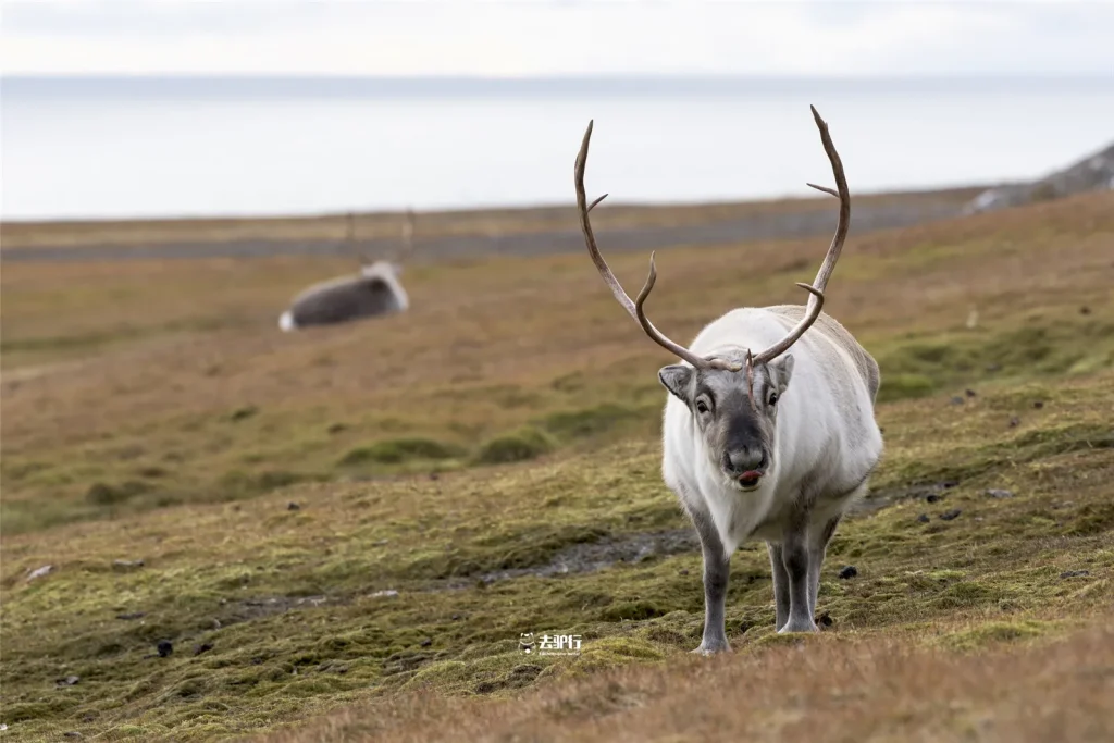 北极最憨的动物：腿短太胖曾被猎人大肆捕杀，夏天吃不胖就会饿死-go to sea