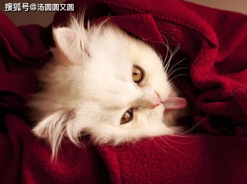 猫咪打哈欠有腥臭味道，猫嘴臭怎么解决方法-go to sea