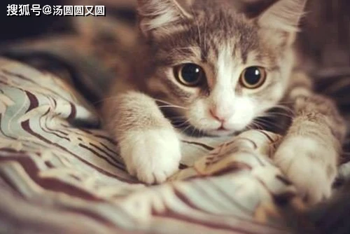 猫咪贫血打点滴回来吃点什么，猫咪打吊瓶回来吃什么-go to sea