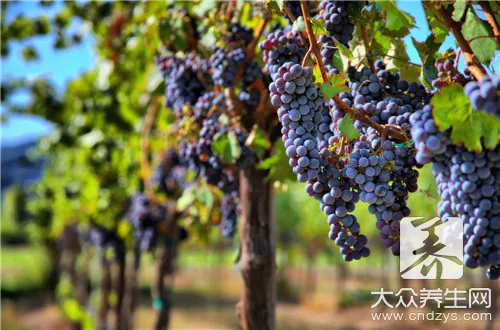金手指黑提葡萄功效-go to sea