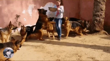 小警犬参加训练，课堂上就吵起来了，训练师：是个好苗子啊-go to sea